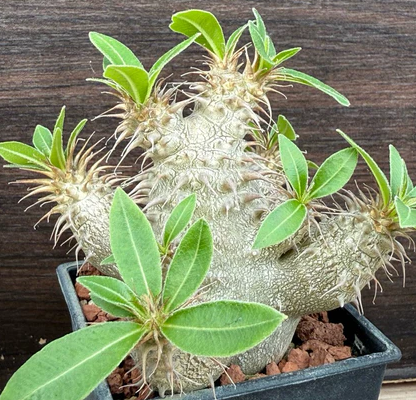 Pachypodium makayense 6 Pieces Seeds