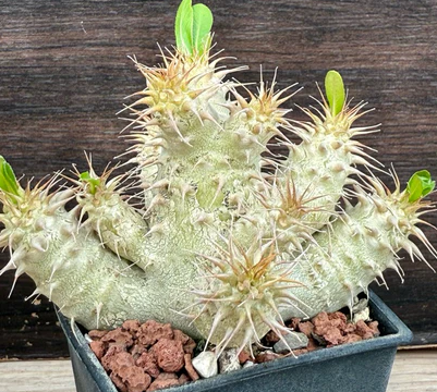 Pachypodium makayense 6 Pieces Seeds