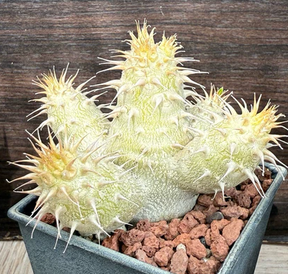 Pachypodium makayense 6 Pieces Seeds