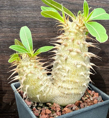 Pachypodium makayense 6 Pieces Seeds