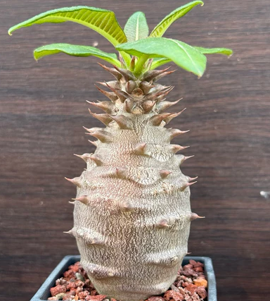 Pachypodium baronii 7 Pieces Seeds