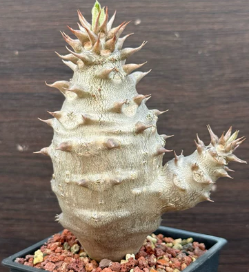 Pachypodium baronii 7 Pieces Seeds