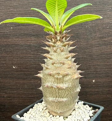 Pachypodium baronii 7 Pieces Seeds