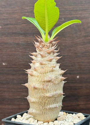 Pachypodium baronii 7 Pieces Seeds