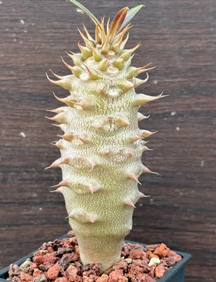 Pachypodium baronii 7 Pieces Seeds