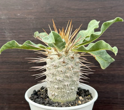 Pachypodium namaquanum 10 Pieces Seeds