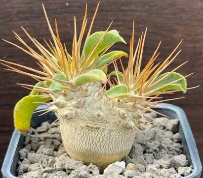 Pachypodium namaquanum 10 Pieces Seeds