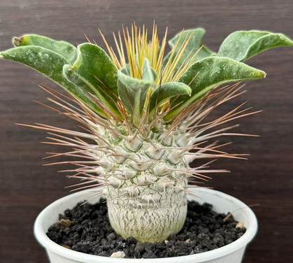 Pachypodium namaquanum 10 Pieces Seeds