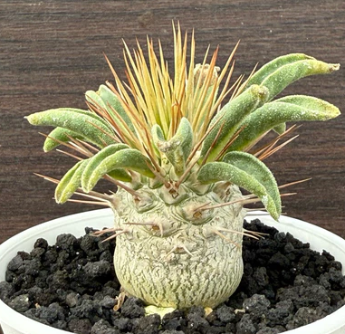 Pachypodium namaquanum 10 Pieces Seeds