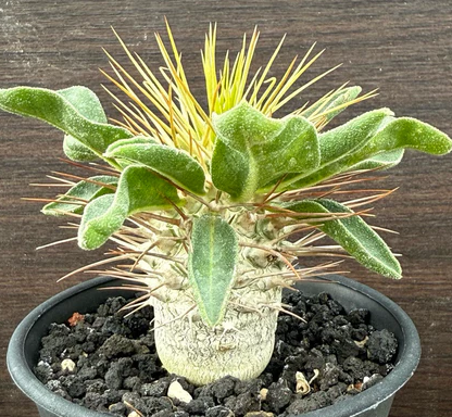 Pachypodium namaquanum 10 Pieces Seeds