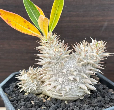 Pachypodium densicaule 4 Pieces Seeds