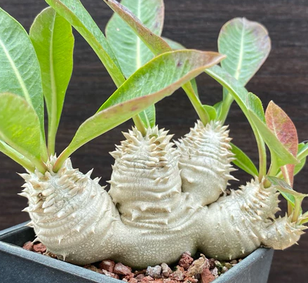 Pachypodium densicaule 4 Pieces Seeds
