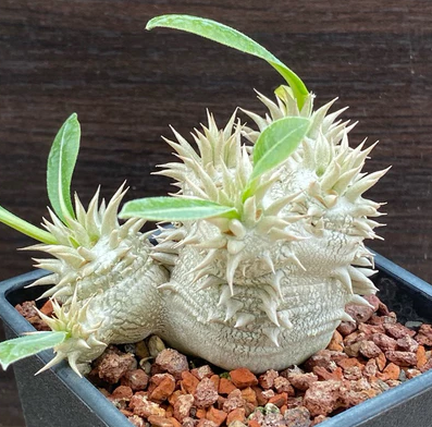 Pachypodium densicaule 4 Pieces Seeds