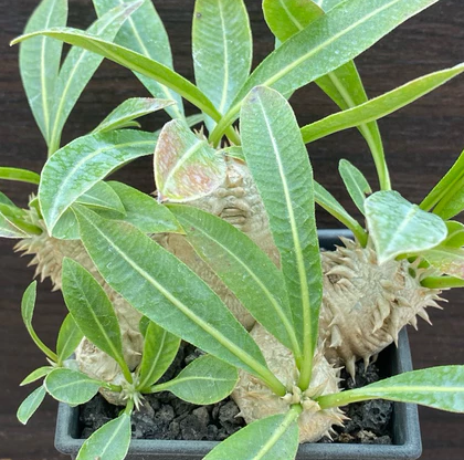 Pachypodium densicaule 4 Pieces Seeds