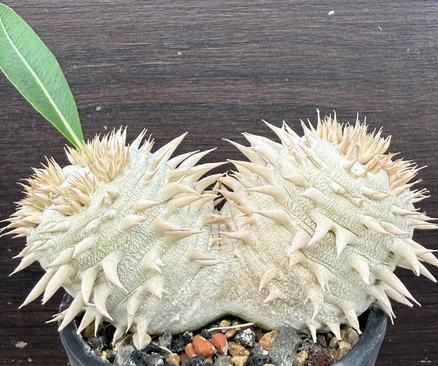 Pachypodium eburneum 7 Pieces Seeds