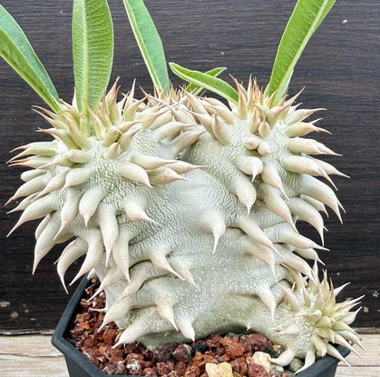 Pachypodium eburneum 7 Pieces Seeds