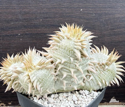 Pachypodium eburneum 7 Pieces Seeds