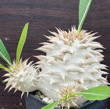 Pachypodium eburneum 7 Pieces Seeds