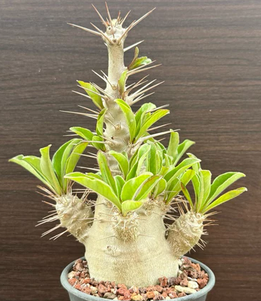 Pachypodium saundersii 6 Pieces Seeds