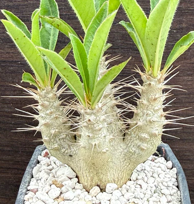 Pachypodium saundersii 6 Pieces Seeds