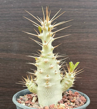 Pachypodium saundersii 6 Pieces Seeds