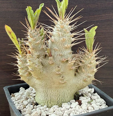 Pachypodium saundersii 6 Pieces Seeds