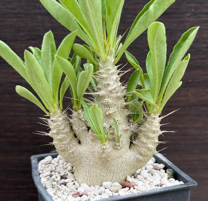 Pachypodium saundersii 6 Pieces Seeds