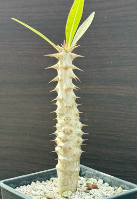 Pachypodium rosulatum var.drakei 7 Pieces Seeds