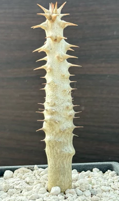 Pachypodium rosulatum var.drakei 7 Pieces Seeds
