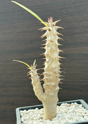 Pachypodium rosulatum var.drakei 7 Pieces Seeds