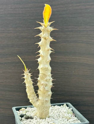 Pachypodium rosulatum var.drakei 7 Pieces Seeds