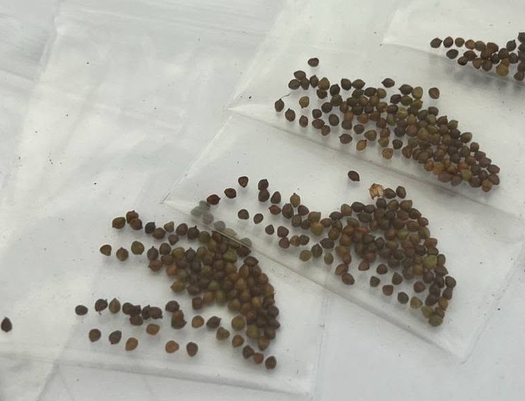 Decarya madagascariensis 10 Pieces Seeds