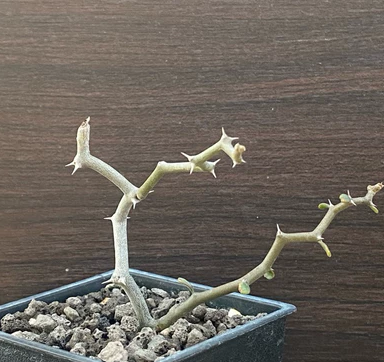 Decarya madagascariensis 10 Pieces Seeds