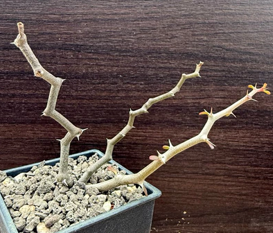 Decarya madagascariensis 10 Pieces Seeds