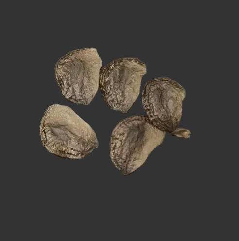 Hippeastrum stylosum 4 Pieces Seeds