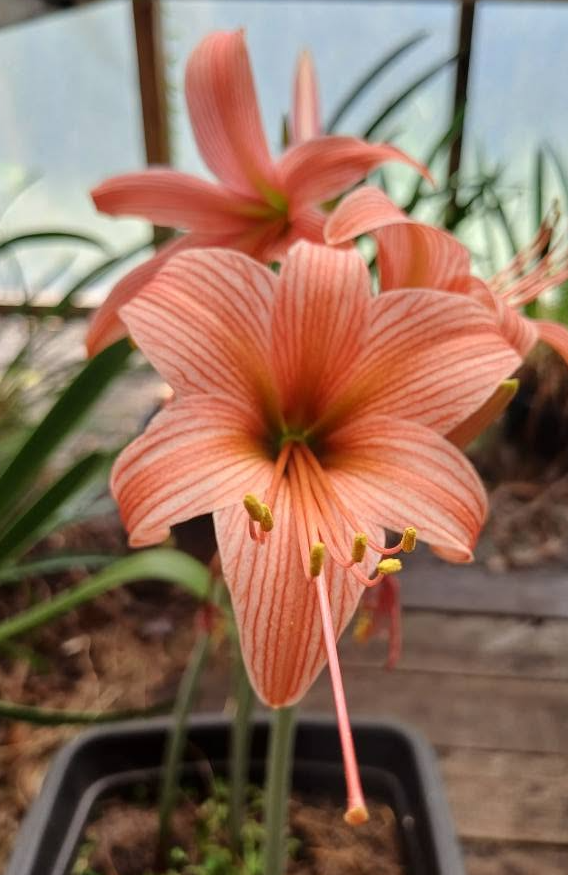Hippeastrum stylosum 4 Pieces Seeds