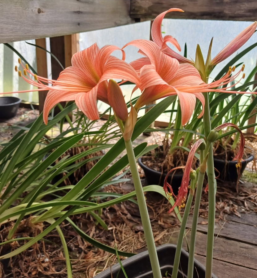 Hippeastrum stylosum 4 Pieces Seeds