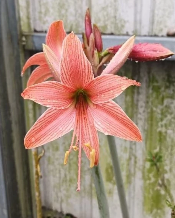 Hippeastrum stylosum 4 Pieces Seeds