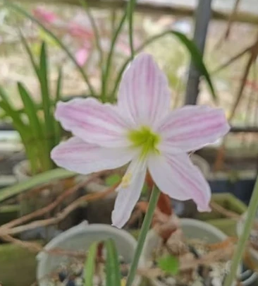 Hippeastrum idimae 4 Pieces Seeds