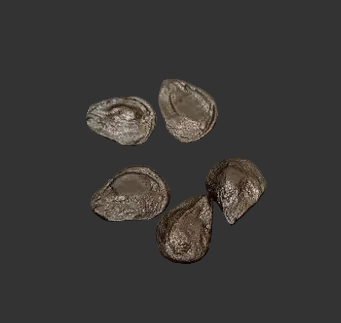 Hippeastrum idimae 4 Pieces Seeds