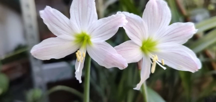 Hippeastrum idimae 4 Pieces Seeds