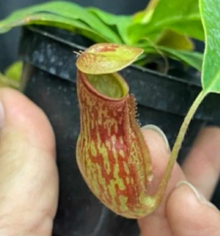 Nepenthes 'Gaya' 5 Pieces Seeds