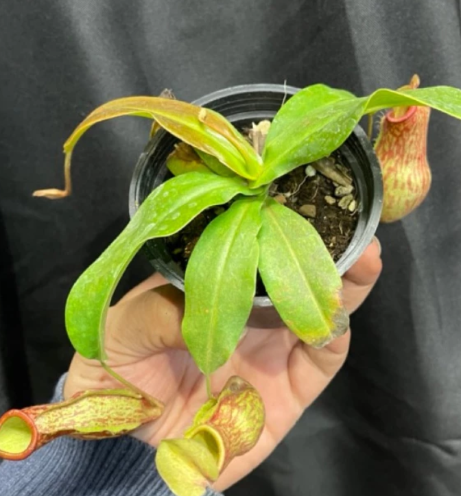 Nepenthes 'Gaya' 5 Pieces Seeds