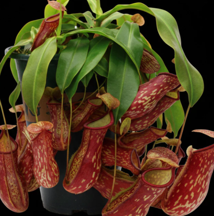Nepenthes 'Gaya' 5 Pieces Seeds