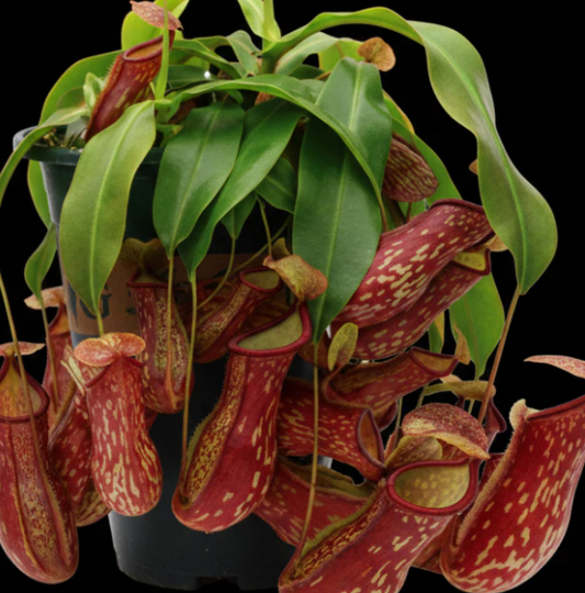 Nepenthes 'Gaya' 5 Pieces Seeds
