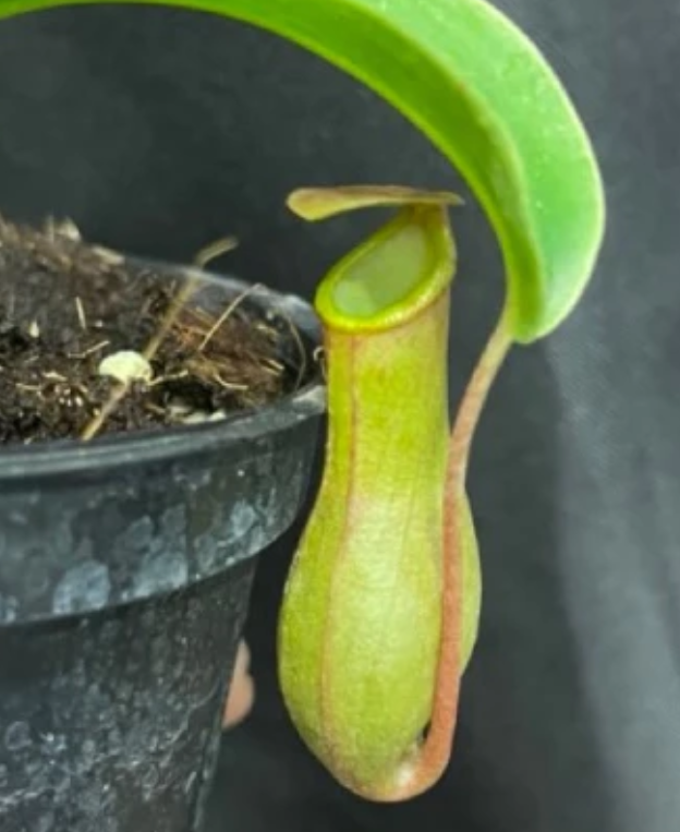 Nepenthes alata 5 Pieces Seeds