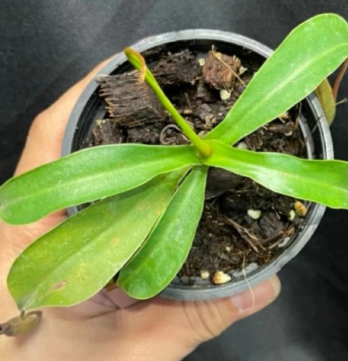 Nepenthes alata 5 Pieces Seeds
