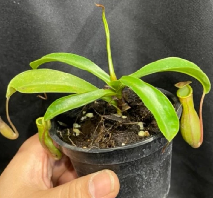 Nepenthes alata 5 Pieces Seeds