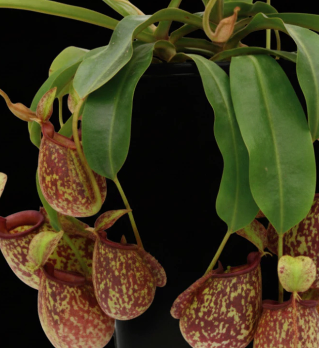 Nepenthes x hookeriana 5 Pieces Seeds