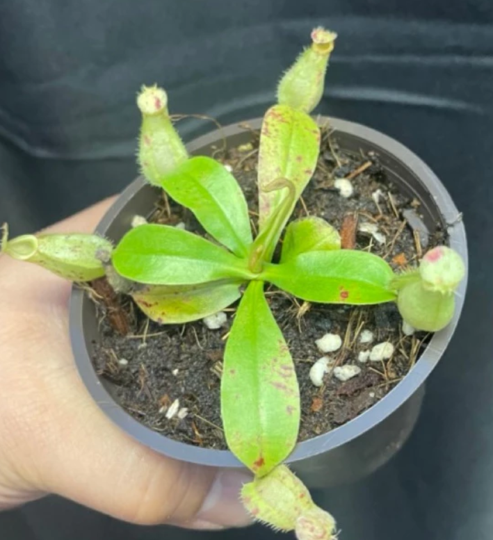 Nepenthes x hookeriana 5 Pieces Seeds